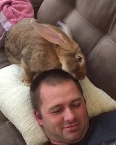 Conejo gigante le da a su dueño un 'nuevo corte de pelo'