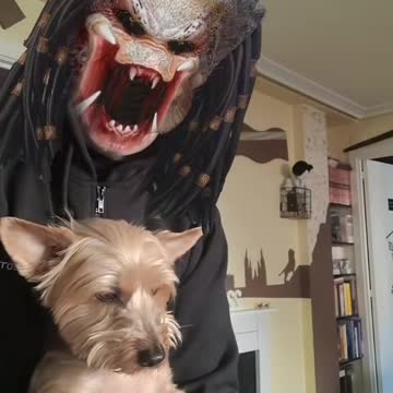 funny|prank|jokes|funny jokes|dad jokes|funny memes|funny video|fun|laughing|funny animal|knock