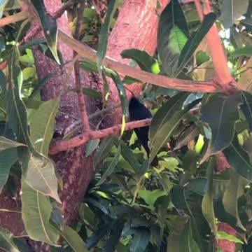 NÃO USE GAIOLAS! PLANTE ÁRVORES...