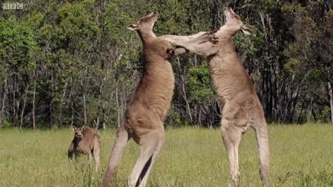 Wonderful kangaroo display