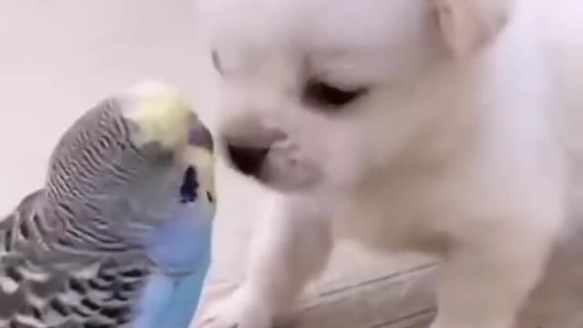 Cute puppy ❤parrot birds