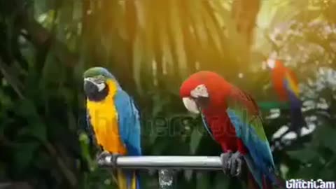 parrot mating