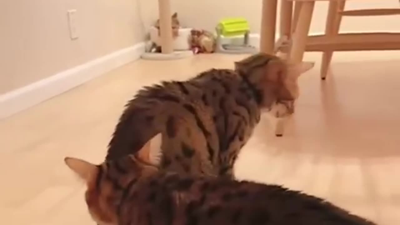 Funny animals😺 Funny Cats and Dogs - Funny animal videos 181