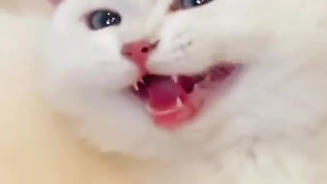 Baby doll cute cat funny video