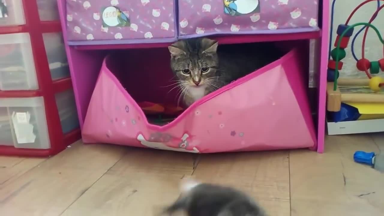 Kittens in a new house