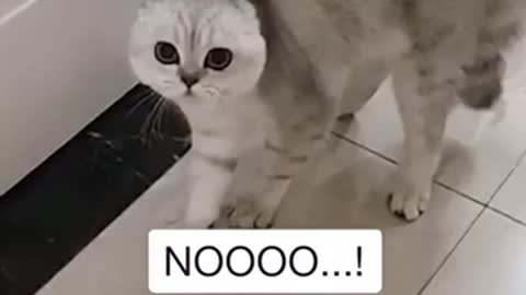 Funny cat scared saying NO