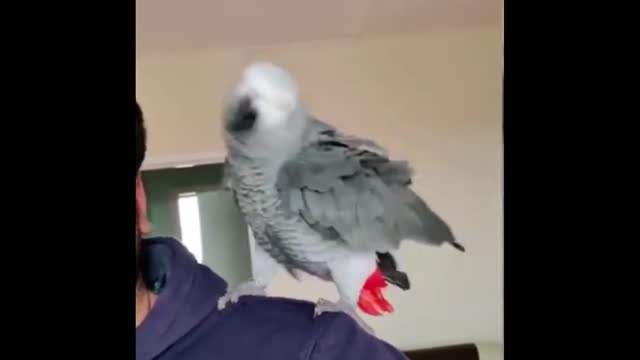 The Parrot Dances to Rock Music