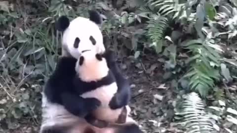 Adorable mom panda taking care of her baby