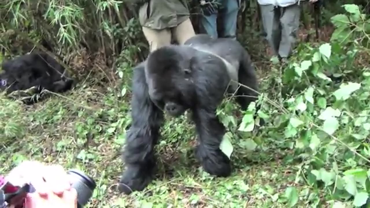 When Gorillas Are Merciless To Humans