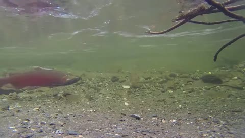 Underwater World Creatures.mp4