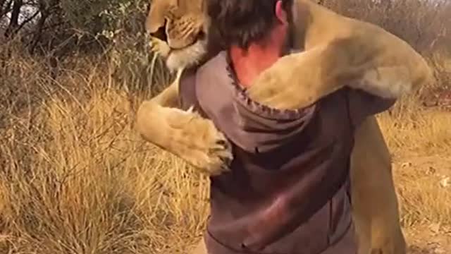 lion funny video