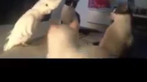 Animals: Bird learns second language of cat 😂