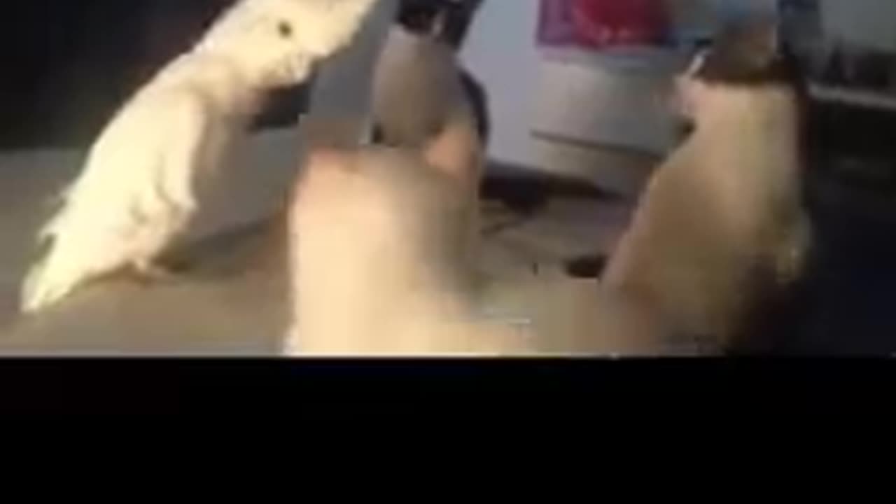 Animals: Bird learns second language of cat 😂