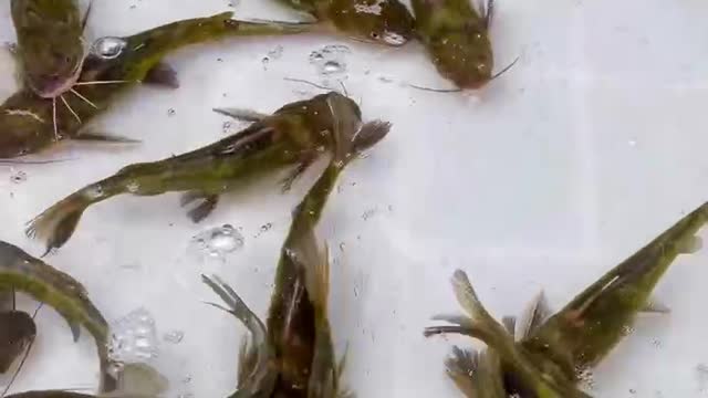 Goldfish swim happily in the fish tank.