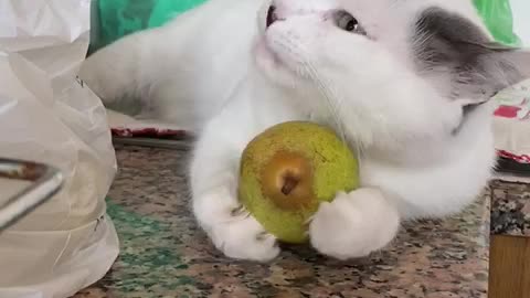 FUNNY CAT LOVES PEARS!