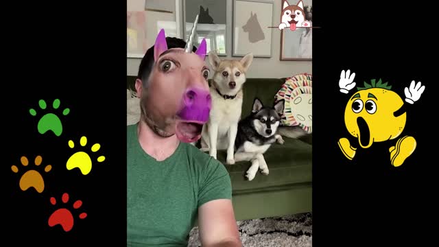 funny shocking reaction of dogs 😂😂