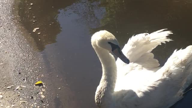 Swan Picks Peculiar Puddle to Perch