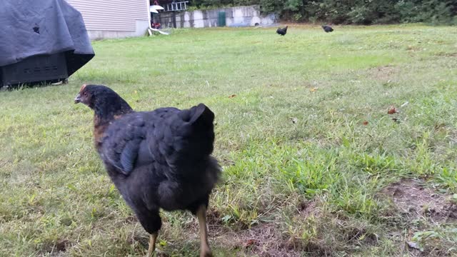 THE ORIGINAL CHICKEN SHAKE ðð ðŠķ