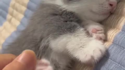 #cat