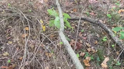 Mirror||Nathan Reynolds|| How to Find Staffs, Sassafras Syrups and Buffalo Beards