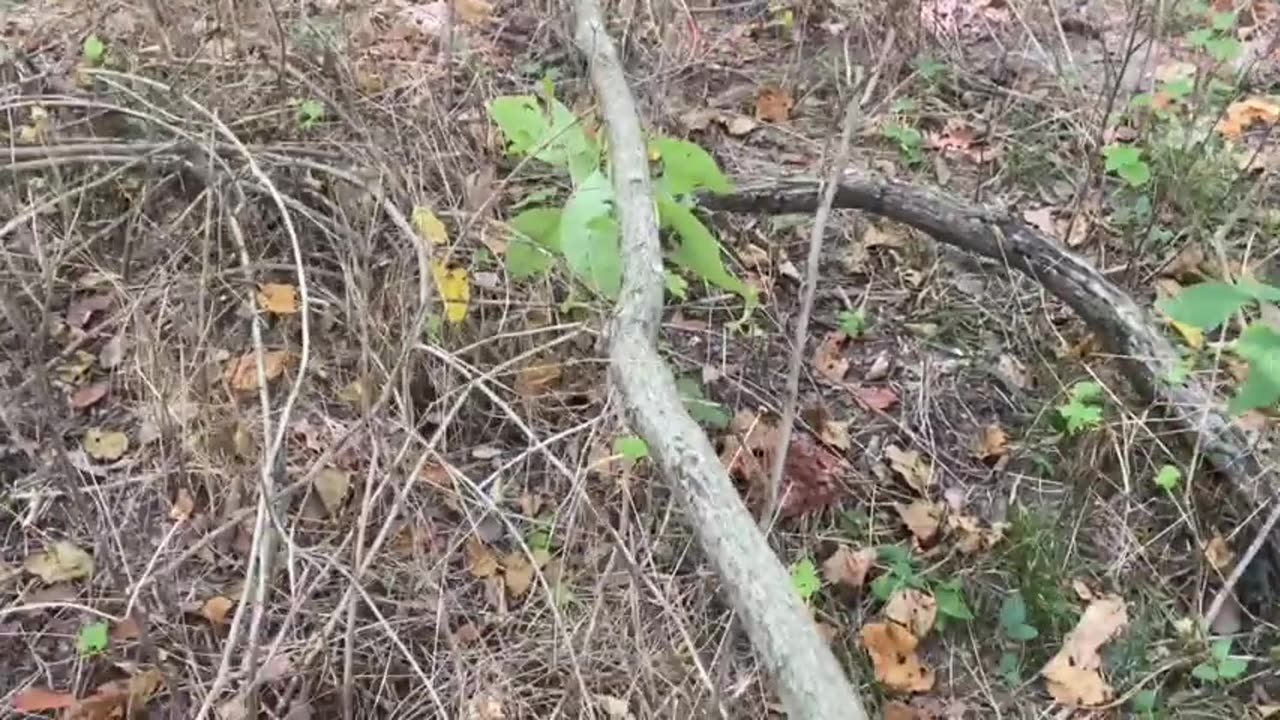 Mirror||Nathan Reynolds|| How to Find Staffs, Sassafras Syrups and Buffalo Beards