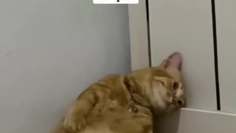 Funny Cat Videos New 😹 #funnycats #cutecat #catlover