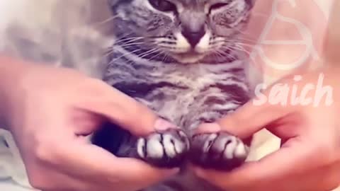 Cute Cat Dancing Video || Cute Cat Video || Cat Video || Cat Funny Video 2022