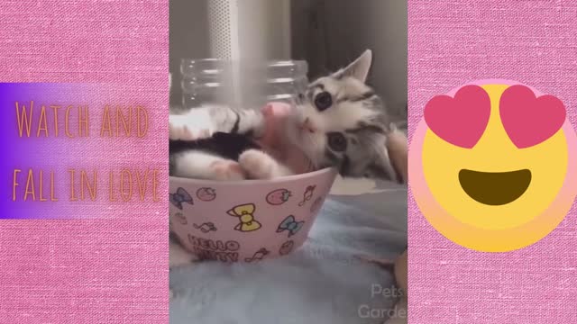 Funny And Cute Cats