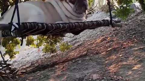 It's a Hard Life for These Pets