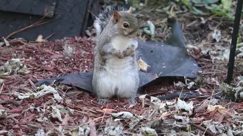 Very cute little squirrel, it didn’t notice that I was shooting it