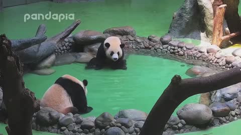 Three baby pandas play in the water