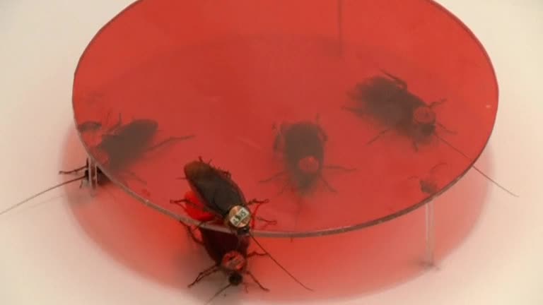 Cockroaches have personalities, study finds