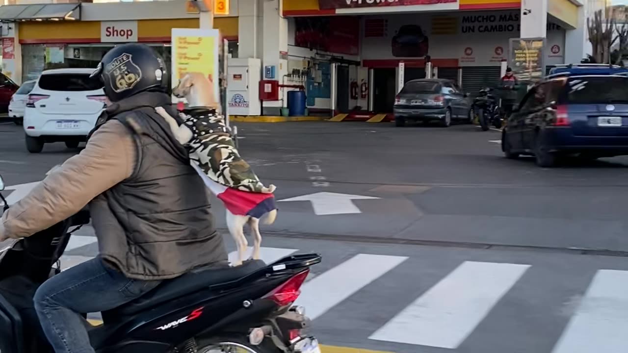 Puppy Rides Along on Motorcycle