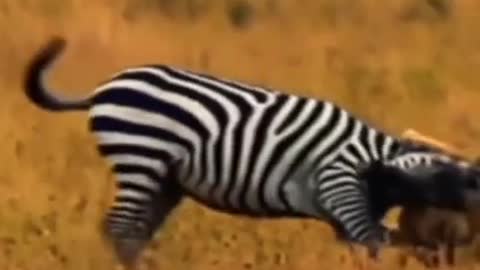 Lion hunting a zebra