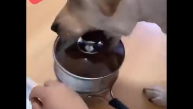 AWW CUTE BABY ANIMALS Videos Compilation Funniest and cutest moments of animals - Soo Cute kiki #34