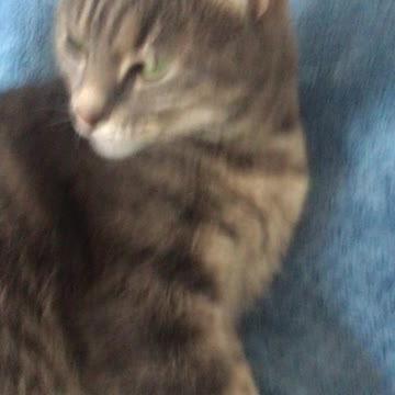 Petting my sweet kitty