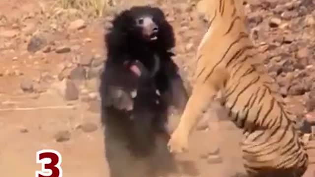 Big cat vs bear