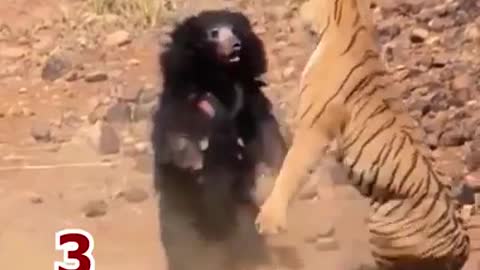 Big cat vs bear