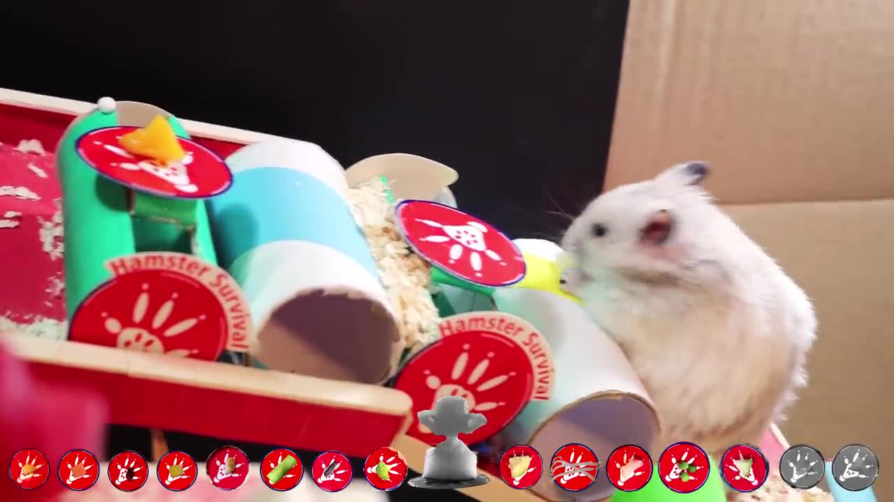 Cute Hamster Challenge with Food 🐹4 [Obstacle Course]