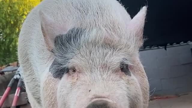lovely#fyp#foryou#pig#