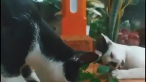 The behavior of wild animals that make you happy and excited