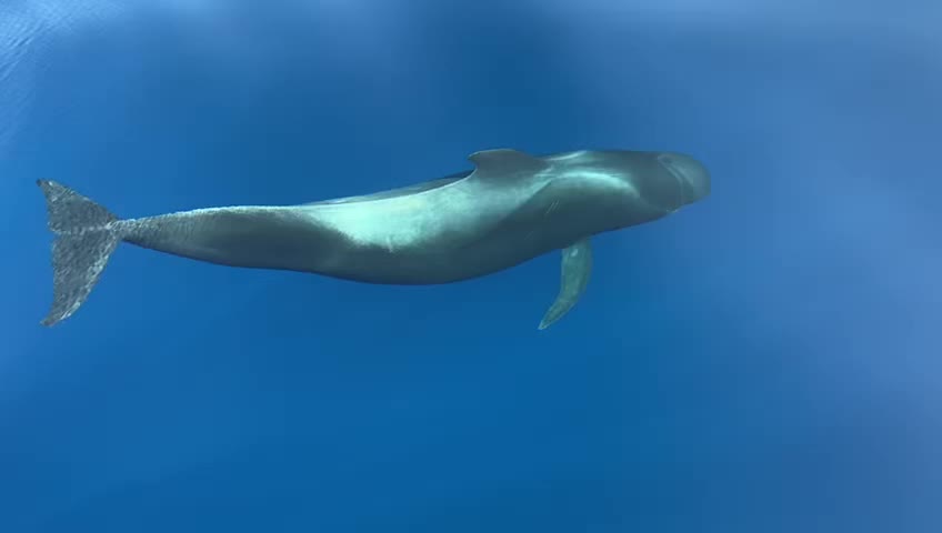 Dolphine watching Tenerife