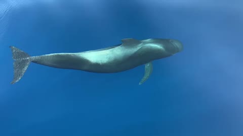 Dolphine watching Tenerife