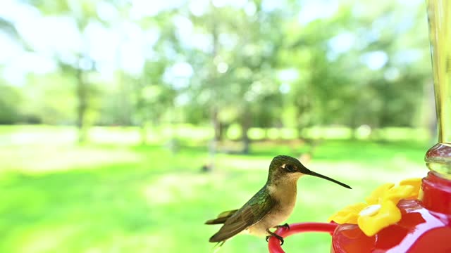 More Hummingbirds