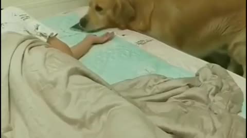 Dogs help cover the quilt