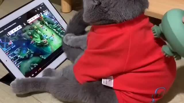 Amazing cat