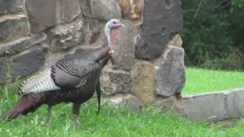 Wild chiken|Rare animals birds walking on the garden in front of people