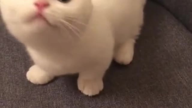 Sweet Cat with Cute look