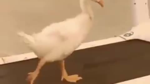 A duck announced that he must practice hard