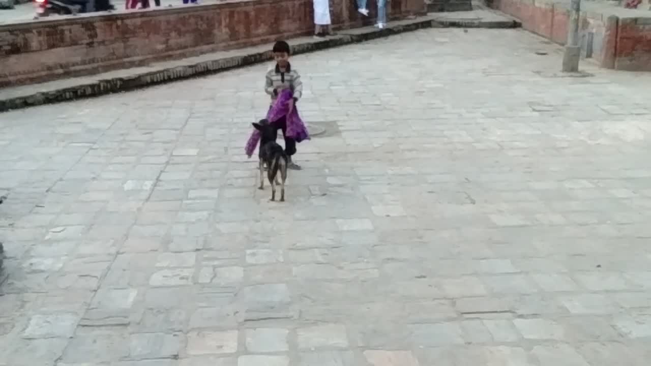 The street boy plays with the dog and it is refusing to give up its stuff